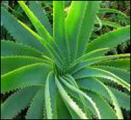 Aloe Vera